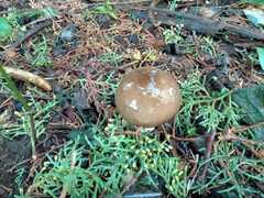 Limacella subfurnacea