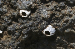 Nesochthamalus intertextus