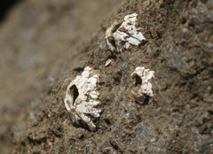 Nesochthamalus intertextus