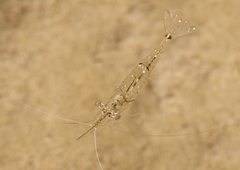 Palaemon debilis
