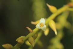 Catopsis sessiliflora