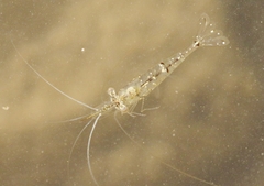 Palaemon debilis