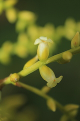 Catopsis sessiliflora