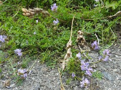 Astragalus bodinii