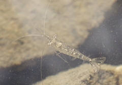Palaemon debilis