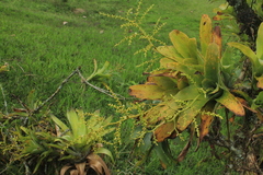 Catopsis sessiliflora