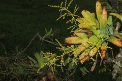 Catopsis sessiliflora