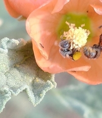 Macroteropsis