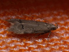 Teleiodes vulgella