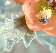 Macroteropsis