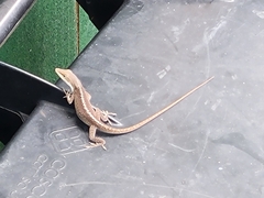 Anolis carolinensis