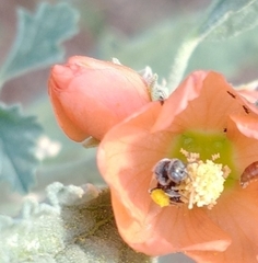 Macroteropsis