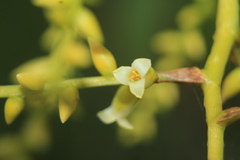 Catopsis sessiliflora
