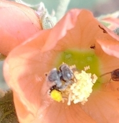 Macroteropsis
