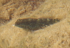 Asterropteryx semipunctata