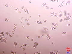 Limacella subfurnacea