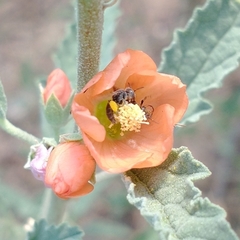 Macroteropsis