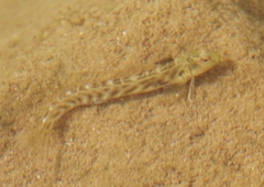 Omobranchus obliquus