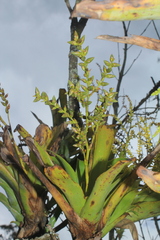 Catopsis sessiliflora