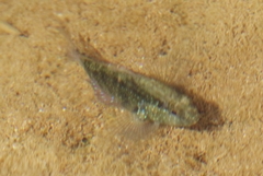 Asterropteryx semipunctata