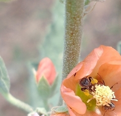 Macroteropsis