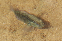 Asterropteryx semipunctata