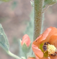 Macroteropsis