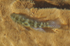 Asterropteryx semipunctata