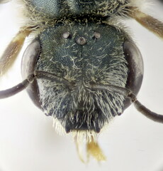 Halictus vestitus