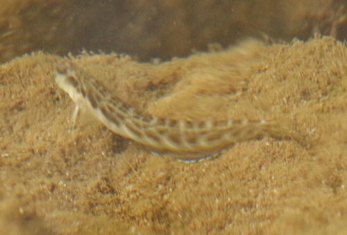 Omobranchus obliquus, 2022-01-23