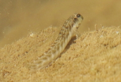 Omobranchus obliquus