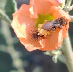 Macroteropsis