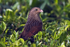 Centropus bengalensis