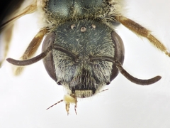 Halictus vestitus