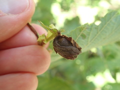 Himatolabus pubescens