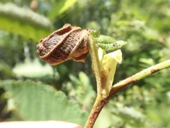 Himatolabus pubescens