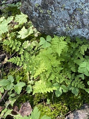 Cystopteris reevesiana