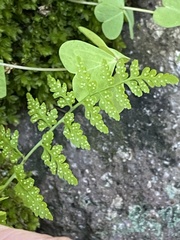 Cystopteris reevesiana