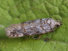 Teleiopsis diffinis