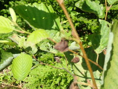 Himatolabus pubescens
