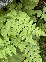 Cystopteris reevesiana