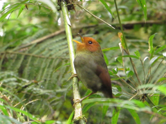 Pseudotriccus ruficeps