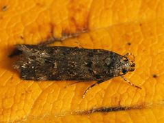 Teleiopsis diffinis