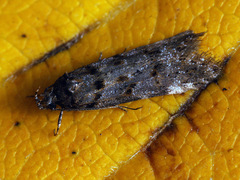 Teleiopsis diffinis