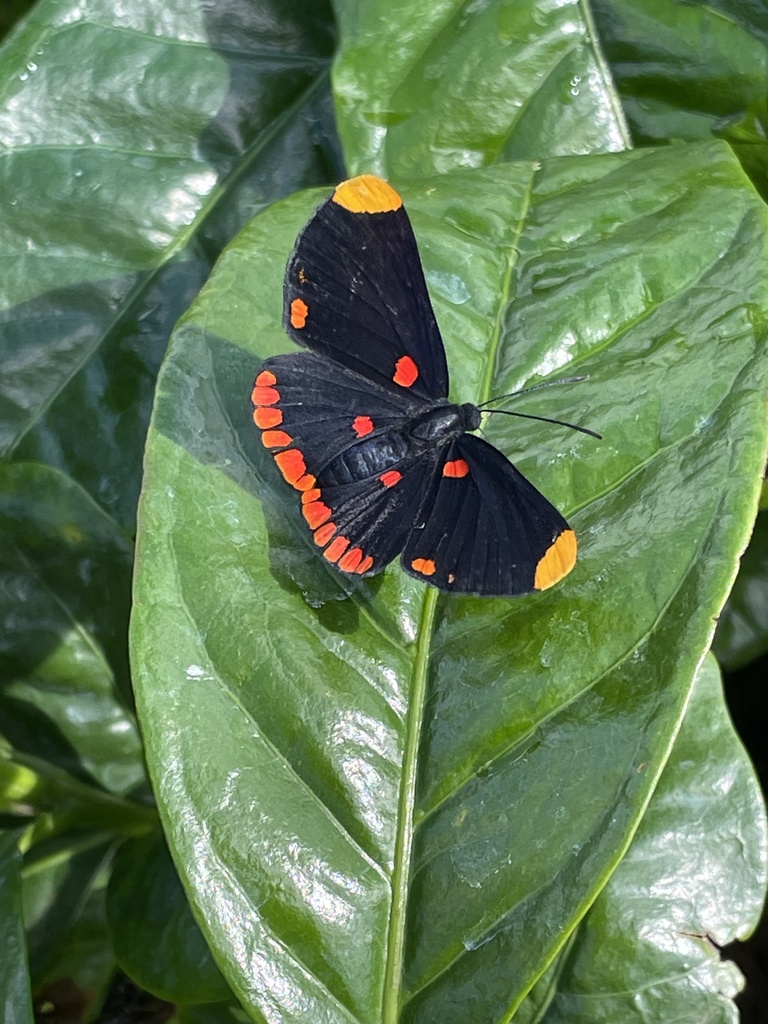 Melanis sexpunctata