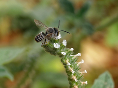 Megachile