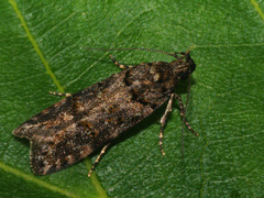 Teleiopsis diffinis