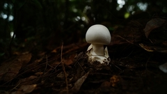 Amanita elliptosperma