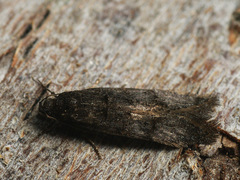 Xenolechia aethiops