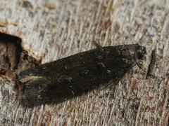 Xenolechia aethiops